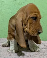 AKC Denali, a male Basset Hound for sale in Fredericksburg, TX – 2 of 5