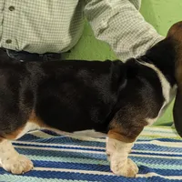 AKC Nara, a female Basset Hound for sale in Fredericksburg, TX – Photo 2 of 4