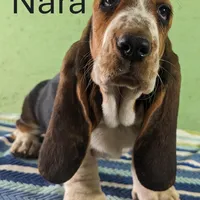 AKC Nara, a female Basset Hound for sale in Fredericksburg, TX – Photo 1 of 4