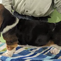 AKC Nara, a female Basset Hound for sale in Fredericksburg, TX – Photo 3 of 4