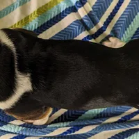 AKC Nara, a female Basset Hound for sale in Fredericksburg, TX – Photo 4 of 4