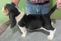 AKC Brantley, a male Basset Hound for sale in Fredericksburg, TX – 5 of 6