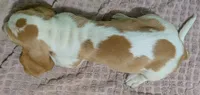 AKC Delilah, a female Basset Hound for sale in Fredericksburg, TX – 5 of 5