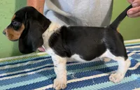 AKC Jakira, a female Basset Hound for sale in Fredericksburg, TX – 4 of 5