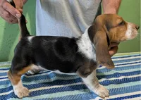 AKC Johnson, a male Basset Hound for sale in Fredericksburg, TX – 3 of 5