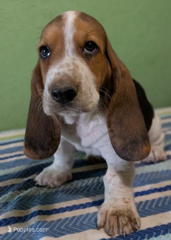 AKC Reggie – Basset Hound puppy for sale in Fredericksburg, TX