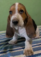 AKC Reggie, a male Basset Hound for sale in Fredericksburg, TX – 1 of 5