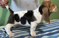 AKC Reggie, a male Basset Hound for sale in Fredericksburg, TX – 4 of 5