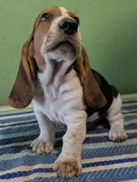 AKC Reggie, a male Basset Hound for sale in Fredericksburg, TX – 2 of 5