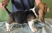 AKC Janae, a female Basset Hound for sale in Fredericksburg, TX – 3 of 5