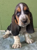 AKC Jelena, a female Basset Hound for sale in Fredericksburg, TX – 2 of 5
