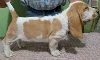 AKC Delilah, a female Basset Hound for sale in Fredericksburg, TX – 3 of 5