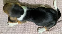AKC Donato, a male Basset Hound for sale in Fredericksburg, TX – 5 of 5