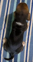 AKC Jodie, a female Basset Hound for sale in Fredericksburg, TX – 5 of 5