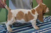 AKC Jussi, a female Basset Hound for sale in Fredericksburg, TX – 4 of 5