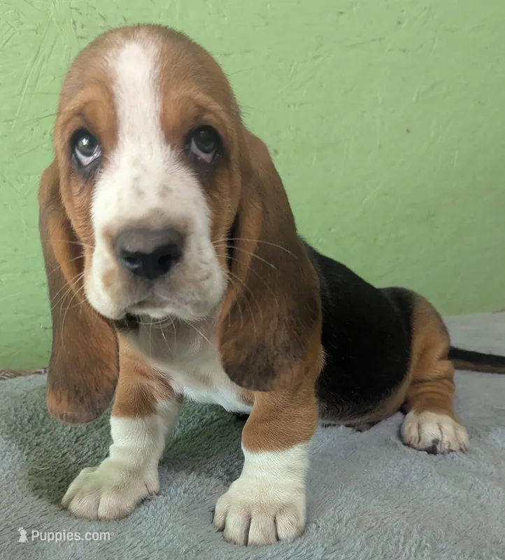 AKC Kingston – Basset Hound puppy for sale in Fredericksburg, TX