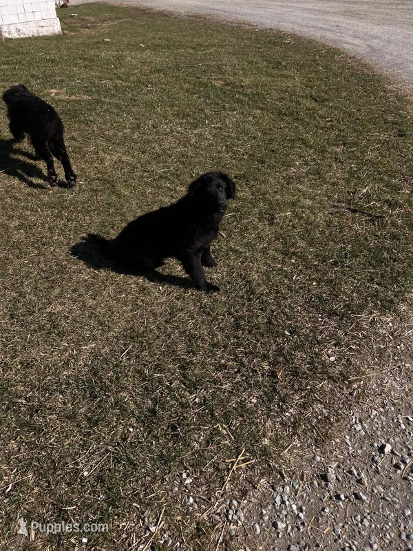 Sam – Australian Cattle Dog, Goldendoodle puppy for sale in Goshen, IN