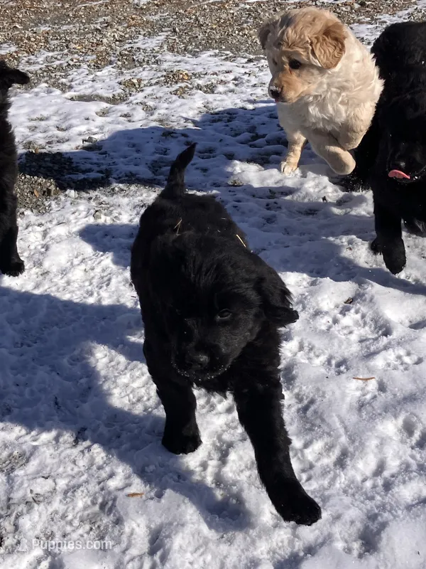 Sylvan – Australian Cattle Dog, Goldendoodle puppy for sale in Goshen, IN