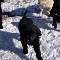 Sylvan, a male Australian Cattle Dog and Goldendoodle for sale in Goshen, IN – Photo 3 of 8