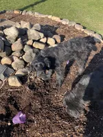 Sylvan, a male Australian Cattle Dog and Goldendoodle for sale in Goshen, IN – Photo 2 of 8