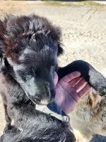 Sylvan, a male Australian Cattle Dog and Goldendoodle for sale in Goshen, IN – Photo 4 of 8