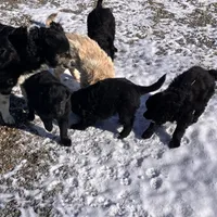 Sylvan, a male Australian Cattle Dog and Goldendoodle for sale in Goshen, IN – Photo 8 of 8