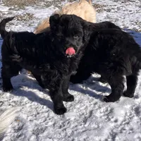 Sylvan, a male Australian Cattle Dog and Goldendoodle for sale in Goshen, IN – Photo 7 of 8