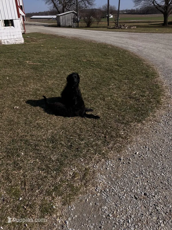 Sylvan – Australian Cattle Dog, Goldendoodle puppy for sale in Goshen, IN
