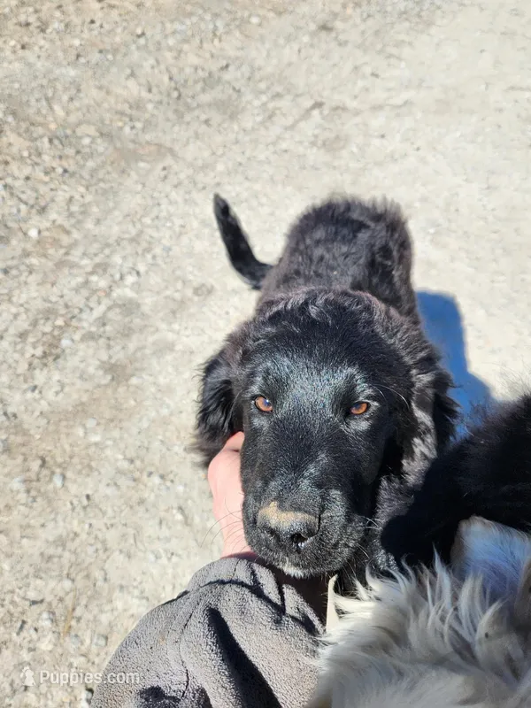Sylvan – Australian Cattle Dog, Goldendoodle puppy for sale in Goshen, IN
