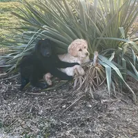 Sylvan, a male Australian Cattle Dog and Goldendoodle for sale in Goshen, IN – Photo 6 of 8