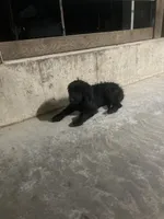 Sylvan, a male Australian Cattle Dog and Goldendoodle for sale in Goshen, IN – Photo 5 of 6