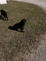 Sylvan, a male Australian Cattle Dog and Goldendoodle for sale in Goshen, IN – Photo 4 of 6