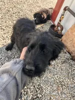 Sylvan, a male Australian Cattle Dog and Goldendoodle for sale in Goshen, IN – Photo 2 of 6