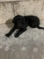 Sylvan, a male Australian Cattle Dog and Goldendoodle for sale in Goshen, IN – Photo 6 of 6