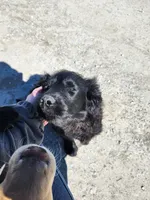 Sylvan, a male Australian Cattle Dog and Goldendoodle for sale in Goshen, IN – Photo 3 of 6