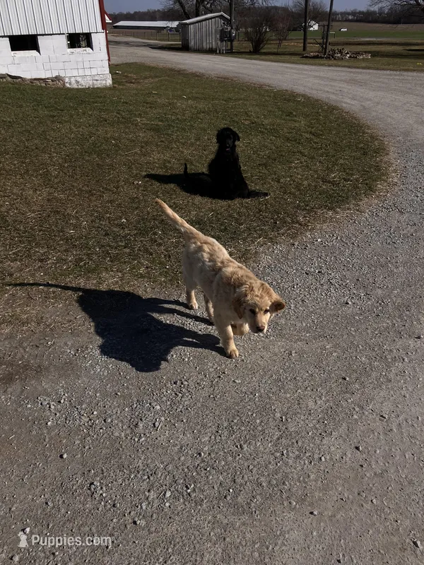 Syvia – Australian Cattle Dog, Goldendoodle puppy for sale in Goshen, IN