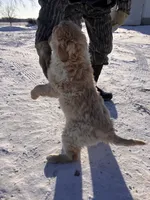 Syvia, a female Australian Cattle Dog and Goldendoodle for sale in Goshen, IN – Photo 2 of 4