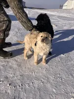 Syvia, a female Australian Cattle Dog and Goldendoodle for sale in Goshen, IN – Photo 1 of 4