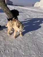 Syvia, a female Australian Cattle Dog and Goldendoodle for sale in Goshen, IN – Photo 3 of 4