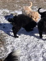 Syvia, a female Australian Cattle Dog and Goldendoodle for sale in Goshen, IN – Photo 4 of 4