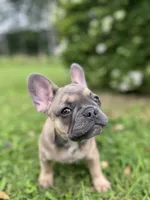 Hershey , a female French Bulldog for sale in Emporium, PA – 2 of 5