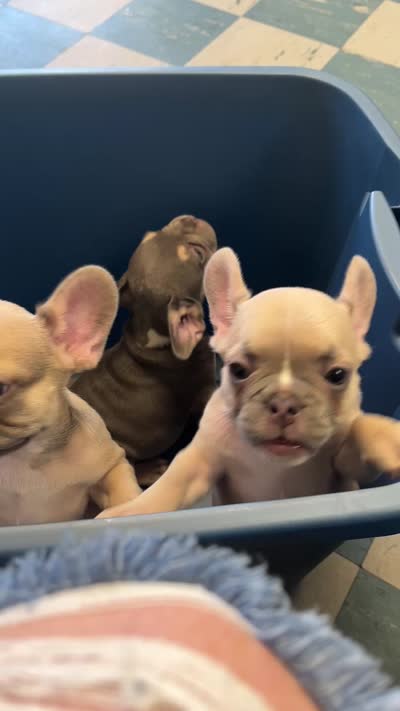 Cream, a male French Bulldog for sale in Emporium, PA – 3 of 3
