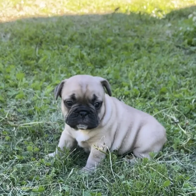 Bella  – French Bulldog puppy for sale in Emporium, PA