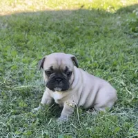 Bella , a female French Bulldog for sale in Emporium, PA – 1 of 3