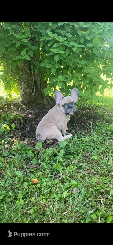 Blue – French Bulldog puppy for sale in Emporium, PA