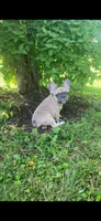 Reduced!!!, a male French Bulldog for sale in Emporium, PA – 1 of 3