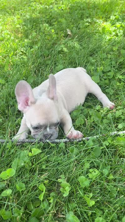 Reduced!!!, a male French Bulldog for sale in Emporium, PA – 4 of 6