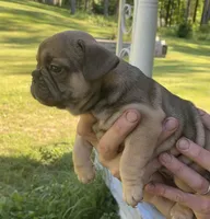 Sadie, a female French Bulldog for sale in Emporium, PA – 3 of 5
