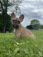 Blue , a male French Bulldog for sale in Emporium, PA – 3 of 9