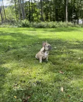 Paisley, a female French Bulldog for sale in Emporium, PA – 8 of 10